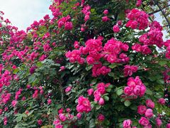 -广富林郊野公园