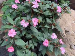 -深圳仙湖植物园-停车场