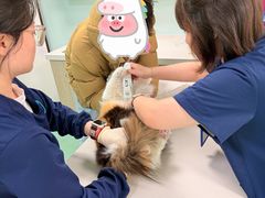 -北京观赏动物医院·24小时大型综合·猫专科·异宠专科