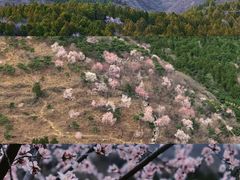 -香山公园