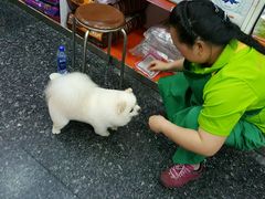 -瑞鹏宠物医院华南总院·夜诊·心脏科·骨科
