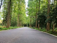 -东平国家森林公园