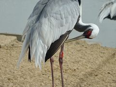 -盐城丹顶鹤湿地生态旅游区