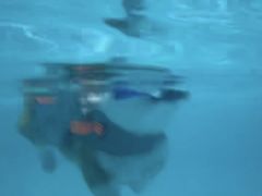 -爪吧宠物乐园 (温榆河示范区店)