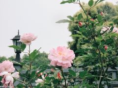 -杭州西湖风景名胜区-满觉陇四眼井