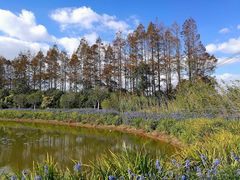 -上海长兴岛郊野公园