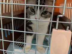 -纳吉亚猫专科动物诊疗中心(蒋宅口分院)