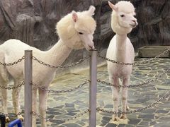 -上海大自然野生昆虫馆(东方明珠·爬宠昆虫探索中心)