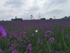 -紫颐香薰山谷景区