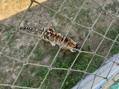 -西霞口神雕山野生动物世界