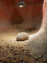 -酷嗒动物文化乐园(cutezoo西溪乐天城店)