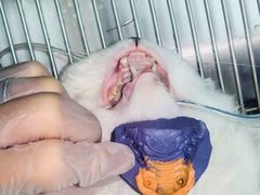 -东莞宠友24H宠物中心医院·转诊夜诊·异宠(新河北路院)