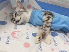-灵美宠物诊所
