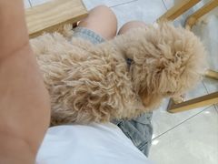 -柴犬小屋·柴餐厅·狗咖食堂(金鼎广场店)