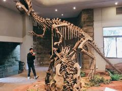 -自贡恐龙博物馆