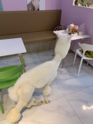 -Moni星球萌宠·小马宝莉·灵蛇·高端高阶全萌宠互动体验俱乐部(红豆国际广场店)