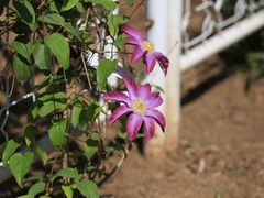 -国家植物园南园