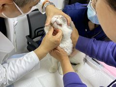 -美联众合动物医院·24h转诊中心