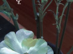 -希望日本料理(保利香槟花园店)