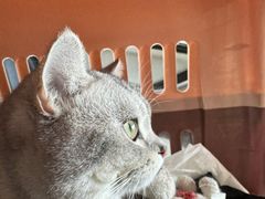 -FAELING PETS美天灵宠物(富力广场店)