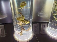-广东中医药博物馆