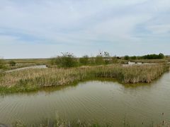 -盐城丹顶鹤湿地生态旅游区