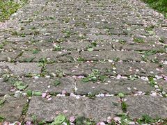 -上海滨江森林公园