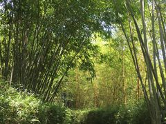 -大屏嶂森林公园