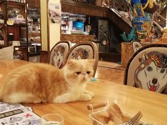 -more than meow吴止猫主题餐厅(承德 中船汇店)