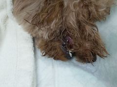 -安安宠医·安宠宠物医院