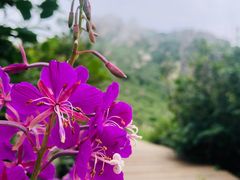 -白草畔自然风景区