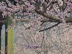 -香山公园