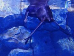 -芜湖新华联大白鲸海洋公园