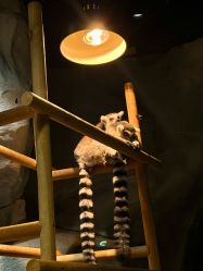 -Zoolung Zoolung动物主题公园(海信广场店)