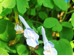 -鲁山国家森林公园