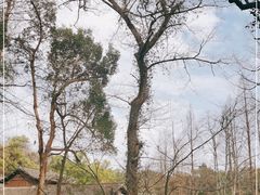-杭州植物园