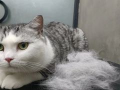 -PETKIT小佩宠物·低压洗护(国顺东路店)