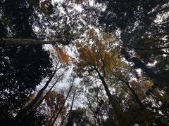 -九曜山