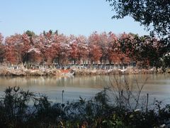 -三垟湿地