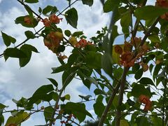 -广西壮族自治区药用植物园