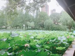 -陈家山荷花公园