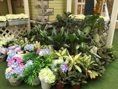 -苏小糖(鼓浪屿三丘田花园店)