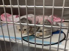 -宠颐生斯嘉宠物医院·急重症·心内科(谷阳北路分院)