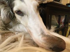 -暖阳宠物医院·犬猫康复中心·骨科