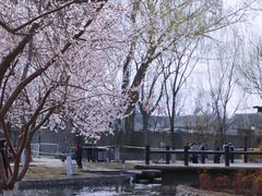 -春风习习