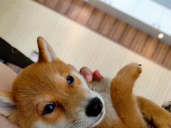 -柴源莊·柴小宠柴犬咖啡