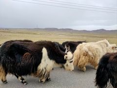 -青海湖国家重点风景名胜区