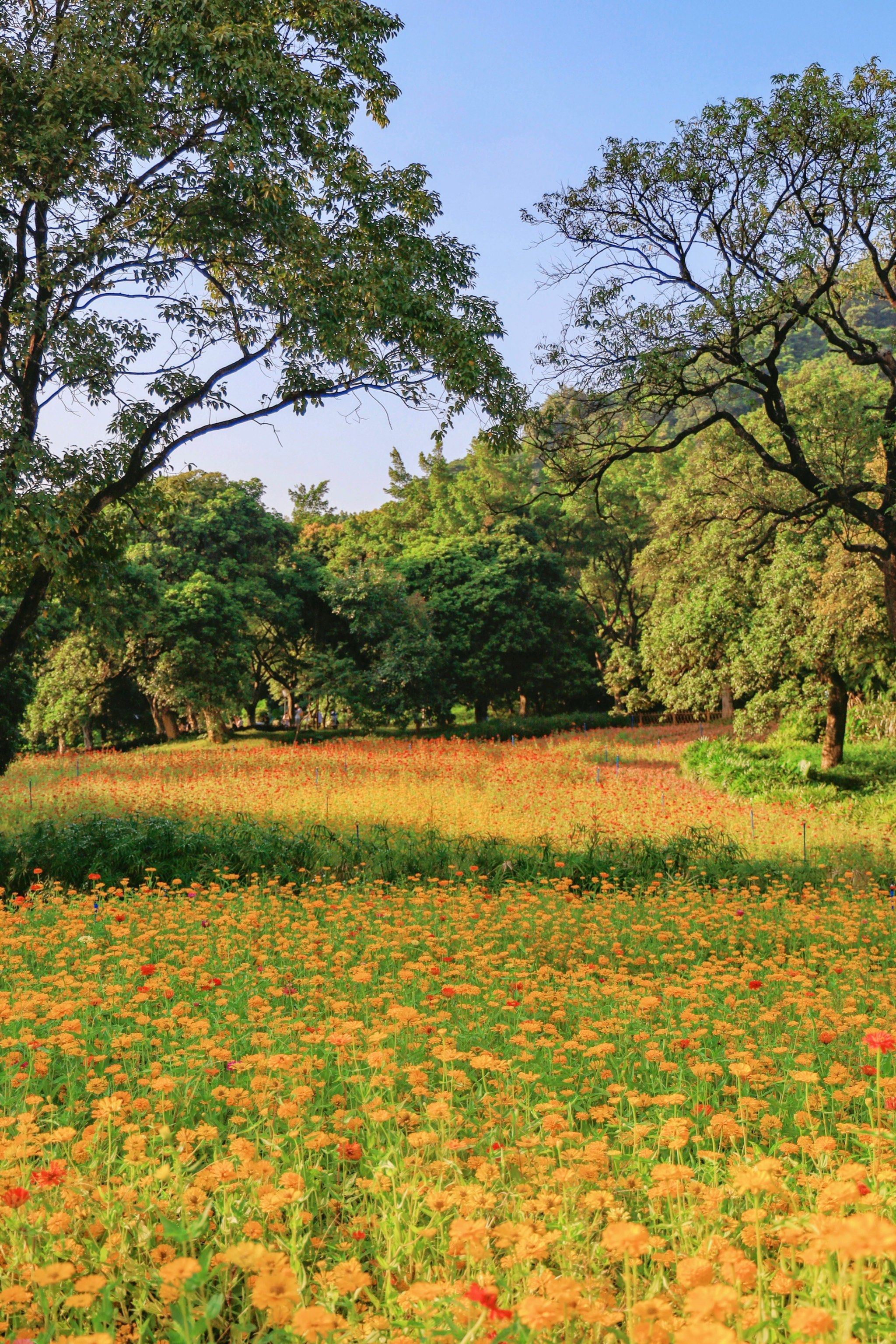 0元打卡黄埔新晋花海🌈五彩斑斓像童话世界
