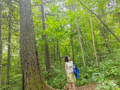 -五营红松林海景区