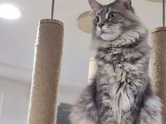 -楼上猫咖(罗湖店)